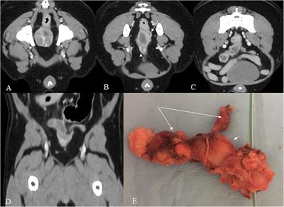 A Case of Adenocarcinoma of Uterus Masculinus in a Pomeranian Dog